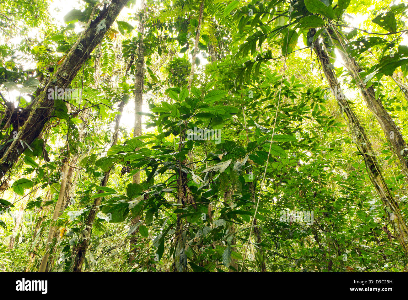 Innenraum des tropischen Regenwaldes im Osten Ecuadors. Stockfoto