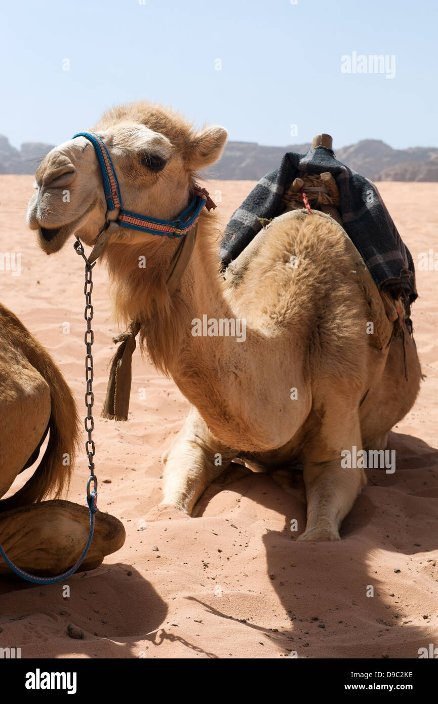 Wadi Rum Wüste, Jordanien Stockfoto
