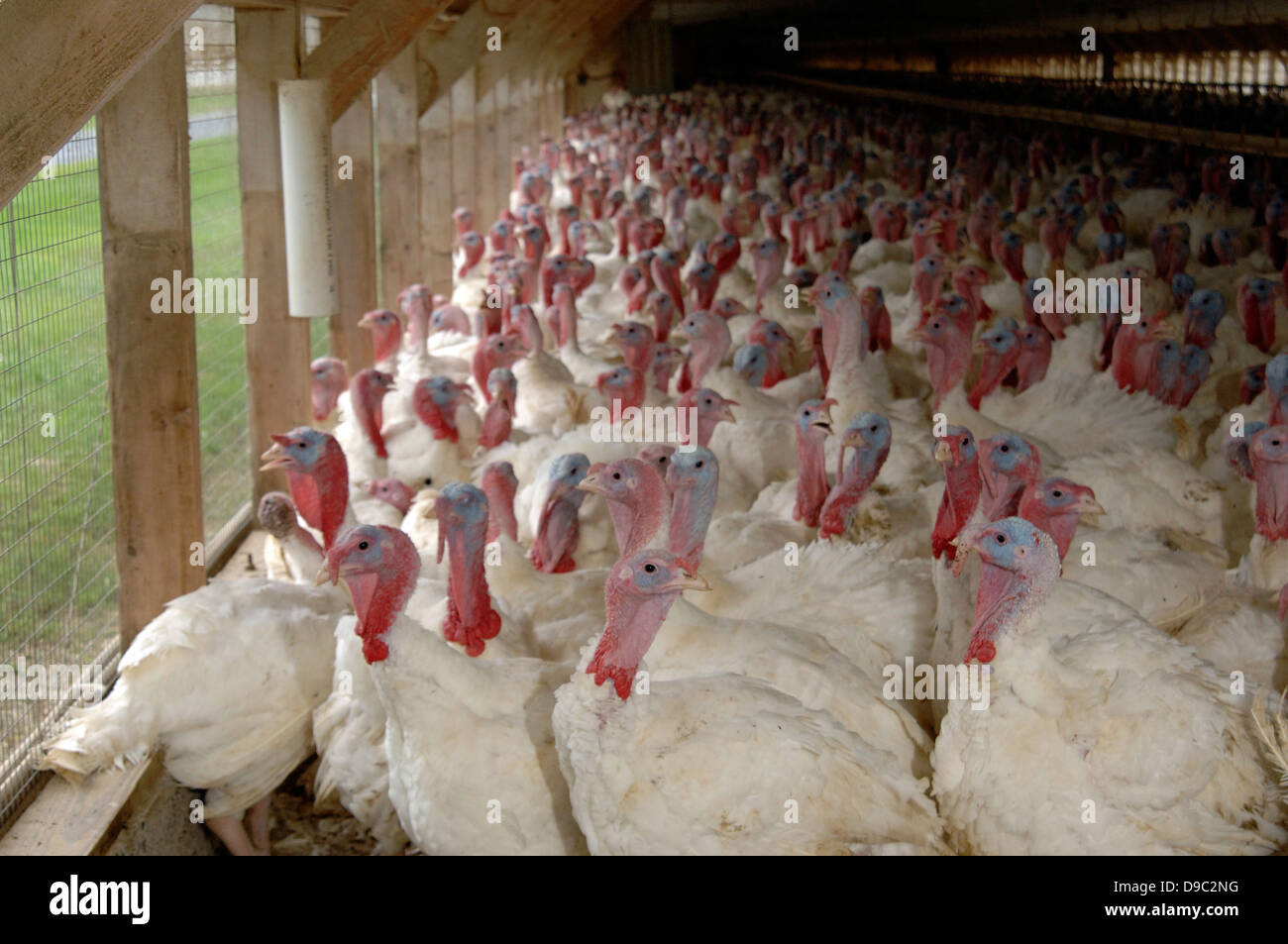 Bauernhof-bred domestizierten Truthähne versammeln sich in ein Geflügelstall 9. September 2008 in Rockingham County, Virginia. Stockfoto