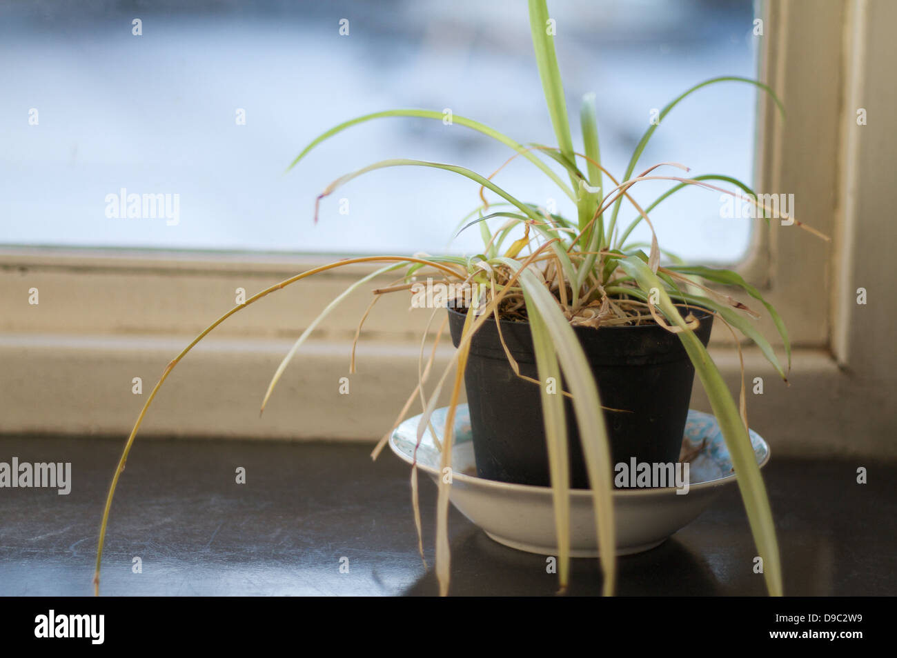 Grau und trist Topfpflanze in einem Büro auf einer Fensterbank zu sterben Stockfoto