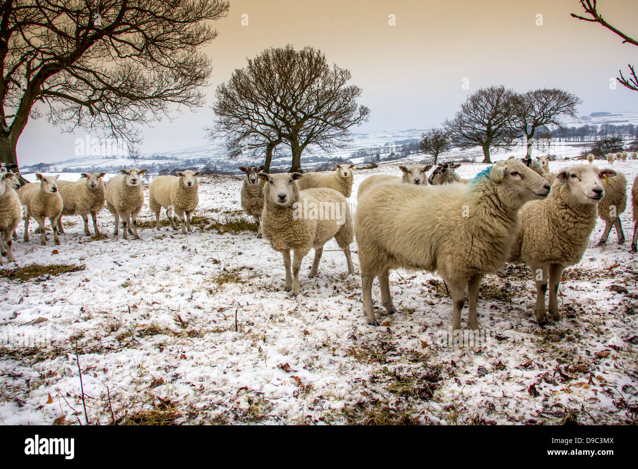 Schafe im Schnee überdachten Bereich Stockfoto