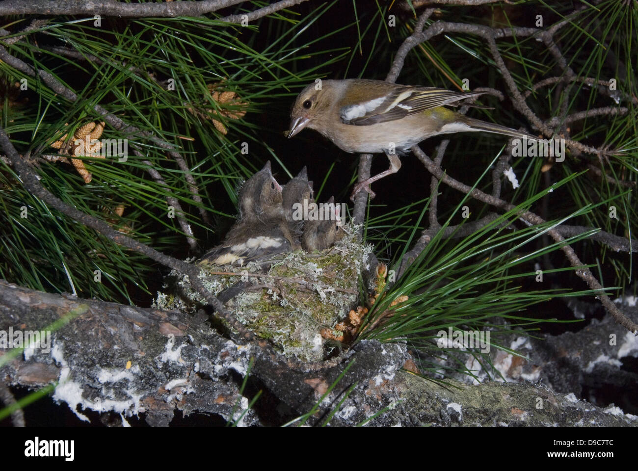 Gemeinsamen Buchfink Fütterung Küken im nest Stockfoto