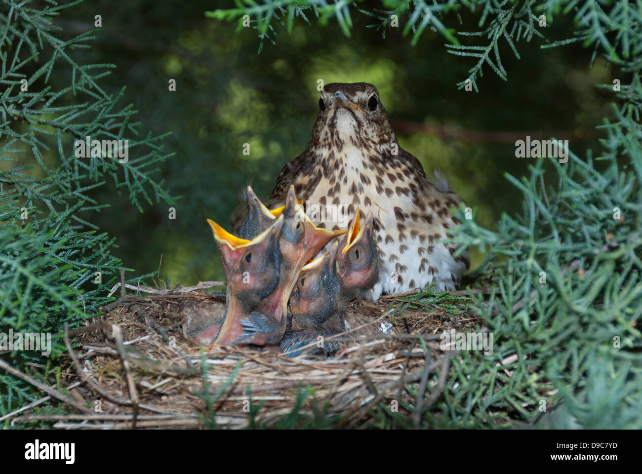 Singdrossel (Turdus Philomelos) am Nest mit Küken Stockfoto