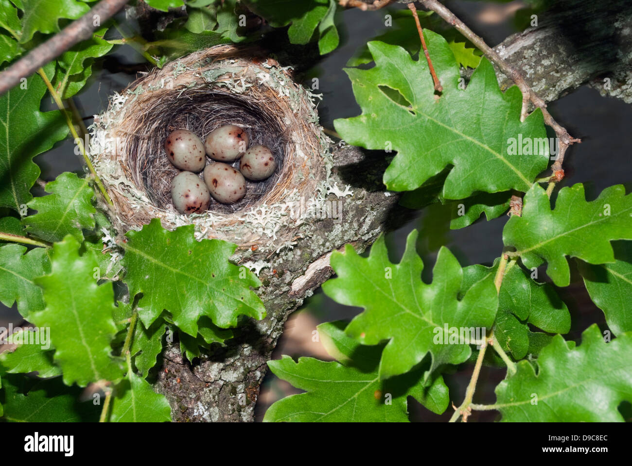 Der Buchfink Vogel nest auf einer Eiche Zweig mit fünf Eiern. Stockfoto
