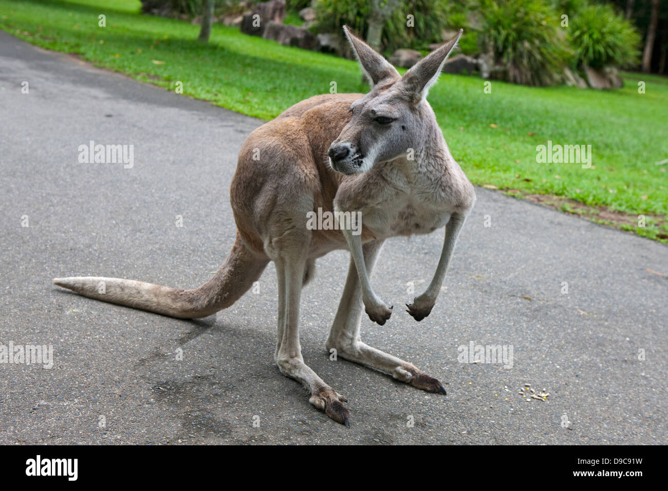 Ein roter Känguruh (Macropus Rufus) auf einem Wanderweg, der Australia Zoo, Beerwah, Queensland, Australien Stockfoto