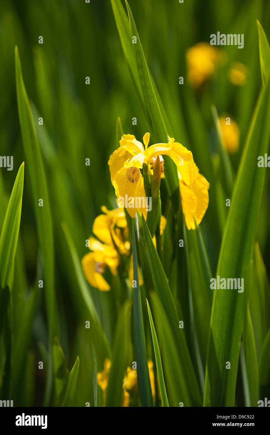 Gelbe Flagge, Iris Pseudacorus, in Blüte Stockfoto