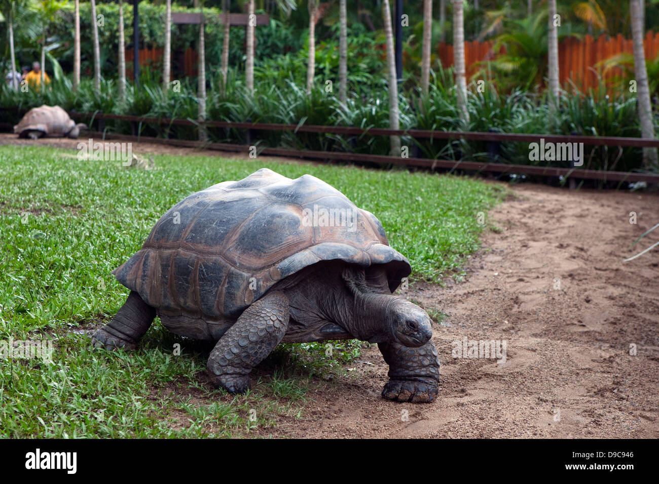 Aldabran-Riesenschildkröte (Aldabrachelys Gigantea), The Australia Zoo, Beerwah, Queensland, Australien Stockfoto