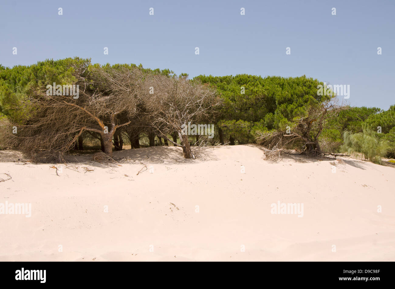 Dünen überholen Pinien in Tarifa. Cadiz, Andalusien, Spanien. Stockfoto