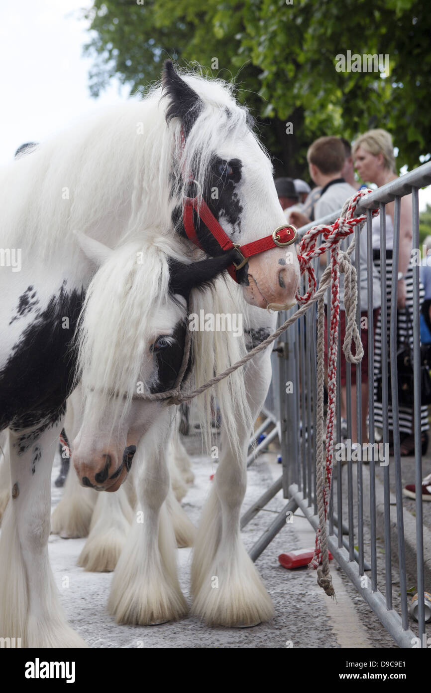 Zigeuner pflegen ihre Pferde und Ponys in den Fluss Eden vor paradieren sie zum Verkauf an Appleby Horse Fair, in Cumbria, England Stockfoto