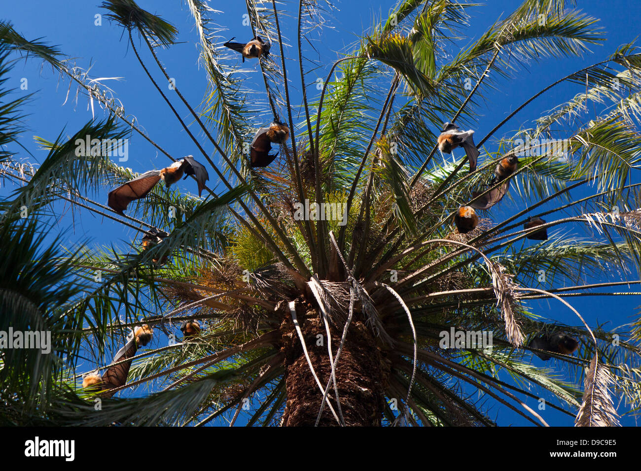 Eine Gruppe unter der Leitung von grau-Flughund (Pteropus Poliocephalus) Fledermaeuse hängen von einem Baum, The Royal Botanic Gardens, Sydney, Australien Stockfoto