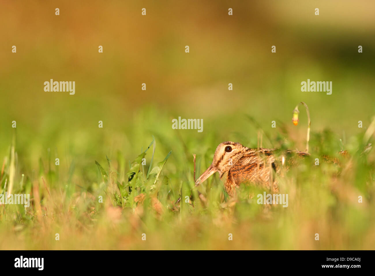 Versteck Waldschnepfe (Scolopax Rusticola), Europa Stockfoto