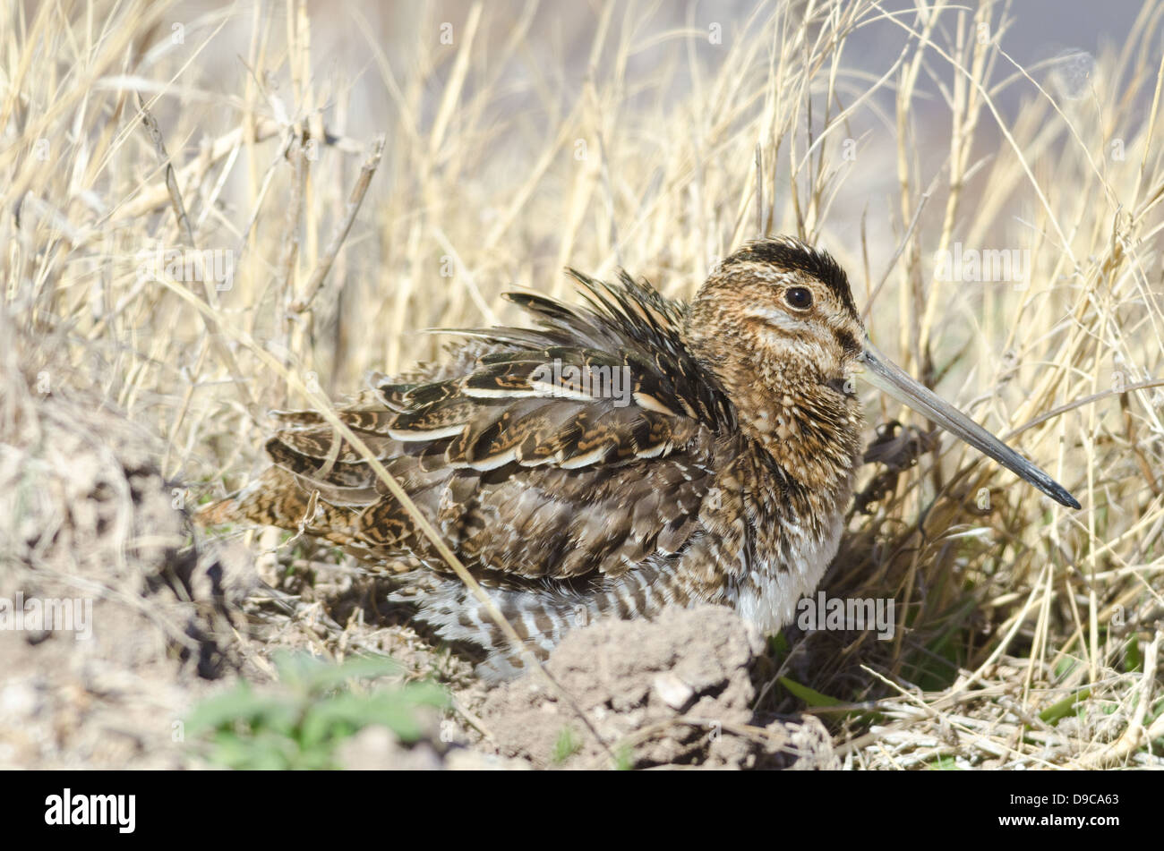 Wilson's Snipe, (Gallinago Delicata), Bosque del Apache National Wildlife Refuge, Socorro co., New Mexico, USA. Stockfoto