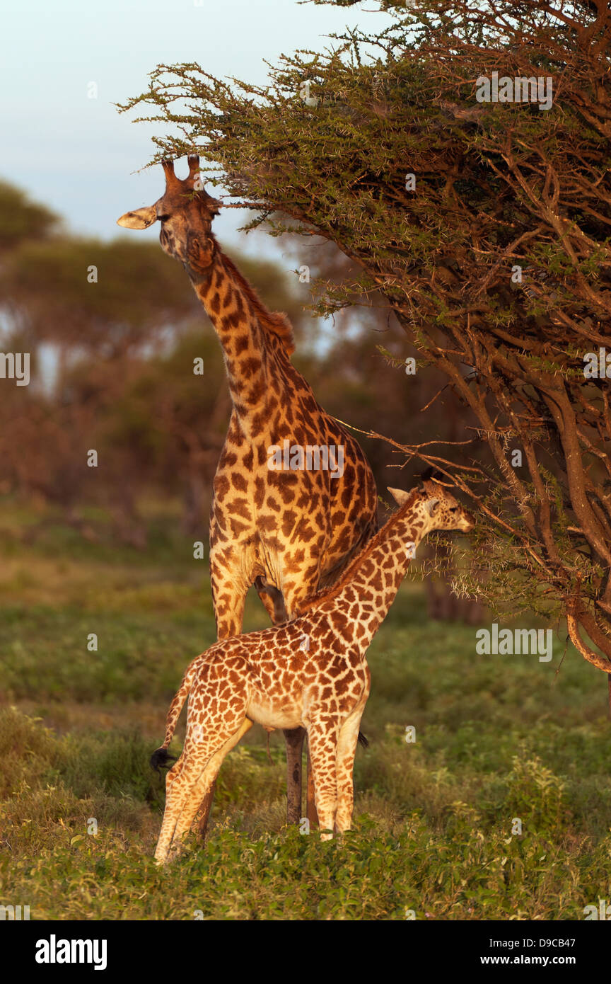 Giraffe Mutter mit Kalb, Serengeti, Tansania Stockfoto