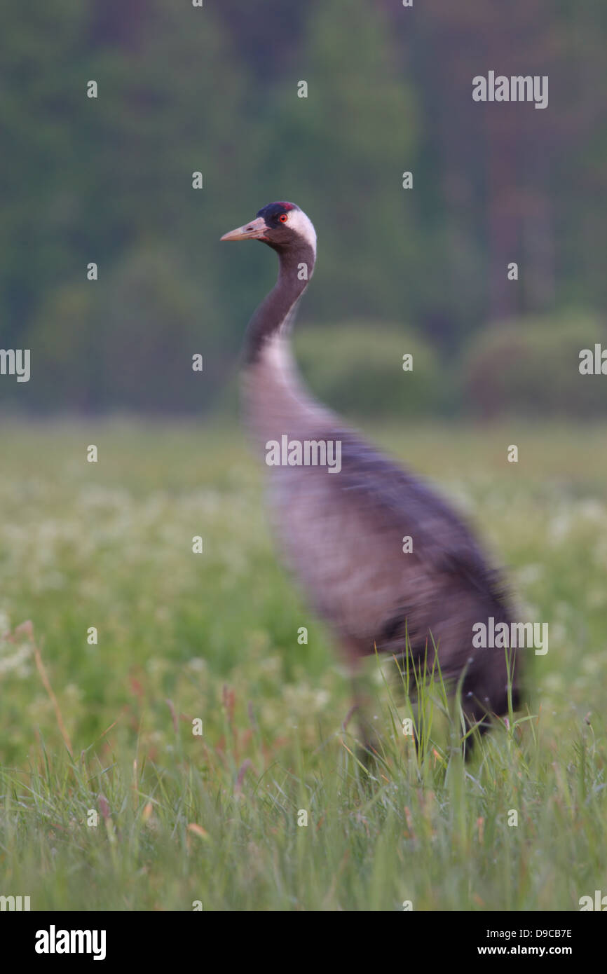 Gemeinsamen, europäischen oder Eurasian Crane, Körper auf Bewegung, Kopf ist Pinsharp. Stockfoto