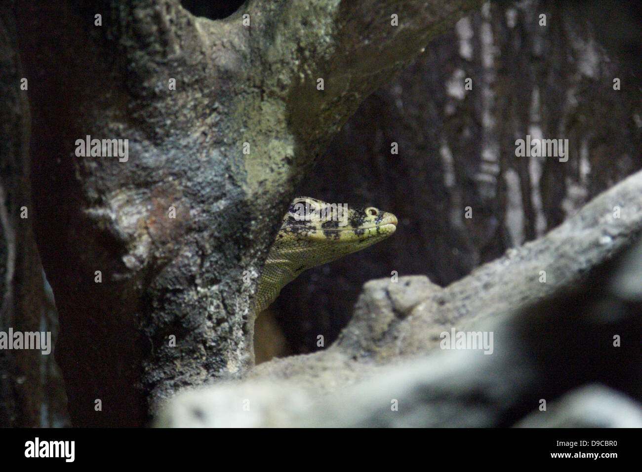 ein Comodo dragon Stockfoto