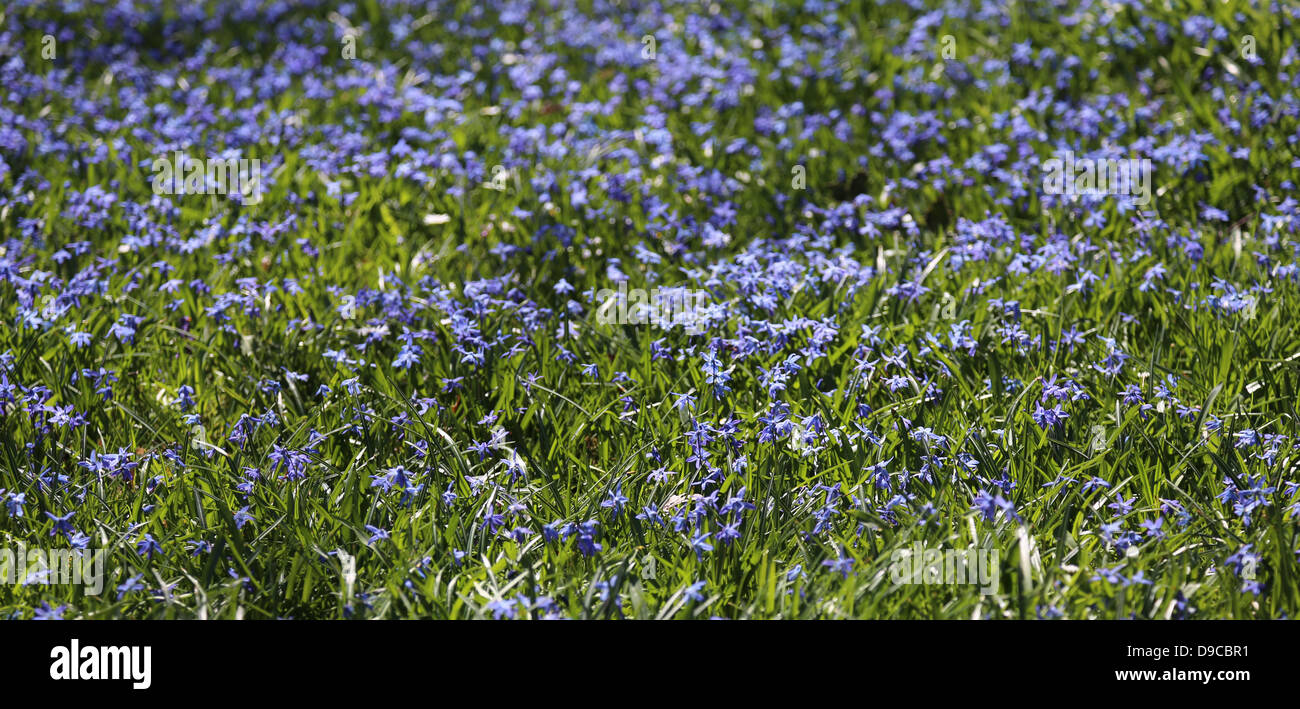 Hintergrund mit Scilla Siberica Stockfoto