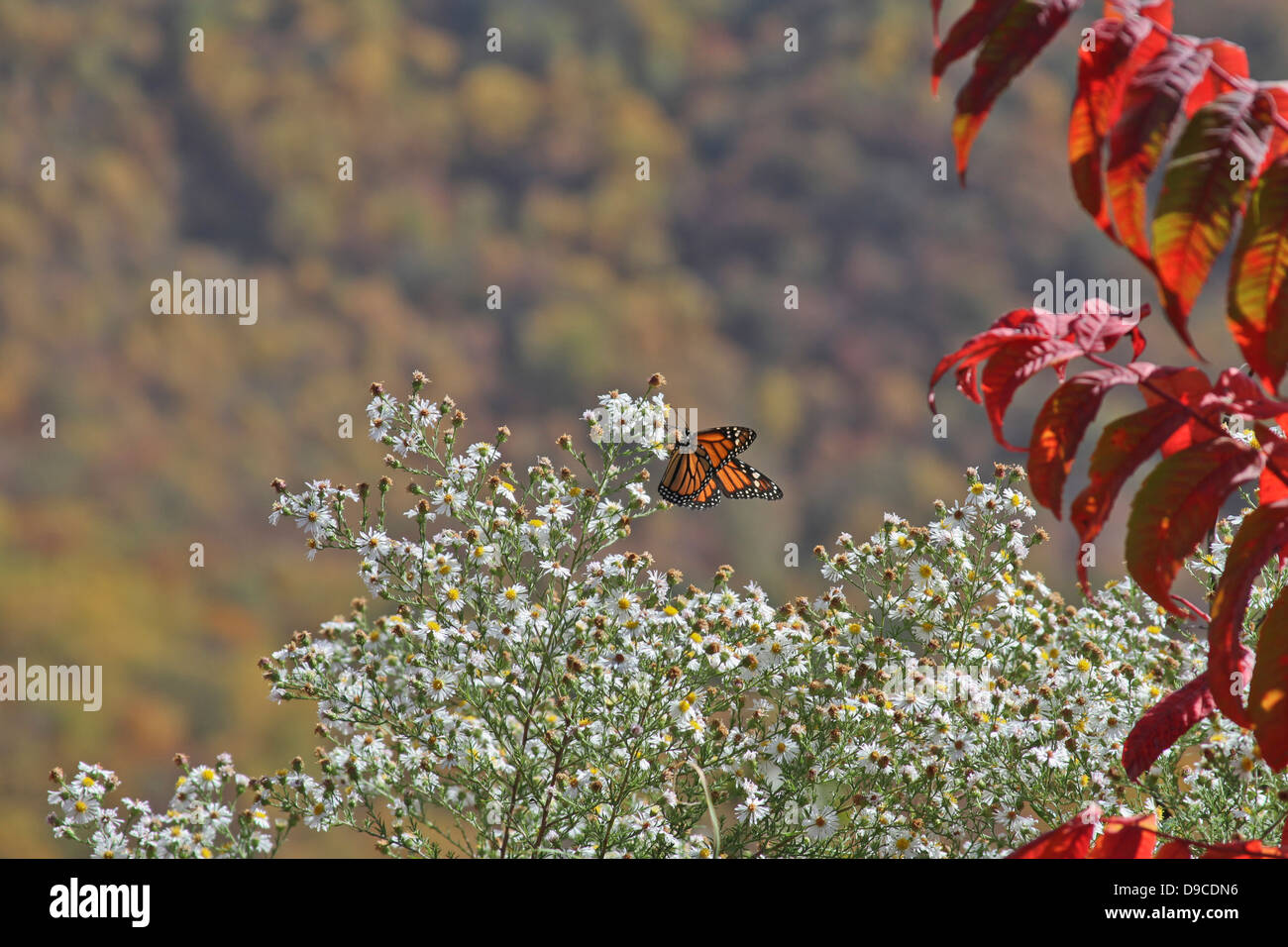 Ein Monarchfalter niederlässt auf Berg Wildblumen mit einem bunt, Herbst, Laub Wald NC dahinter Stockfoto