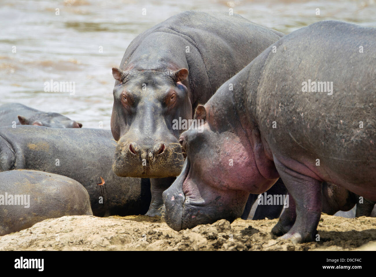 Nilpferd-Cub außerhalb des Wassers, Mara River, Masai Mara, Kenia Stockfoto