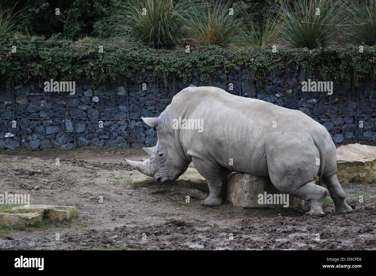 Abgebildet ist ein Nashorn in Dublin Zoo, Irland. Stockfoto