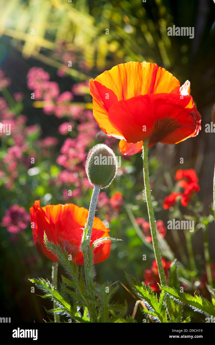 Mohn-Hintergrundbeleuchtung in einem tropischen Garten Stockfoto