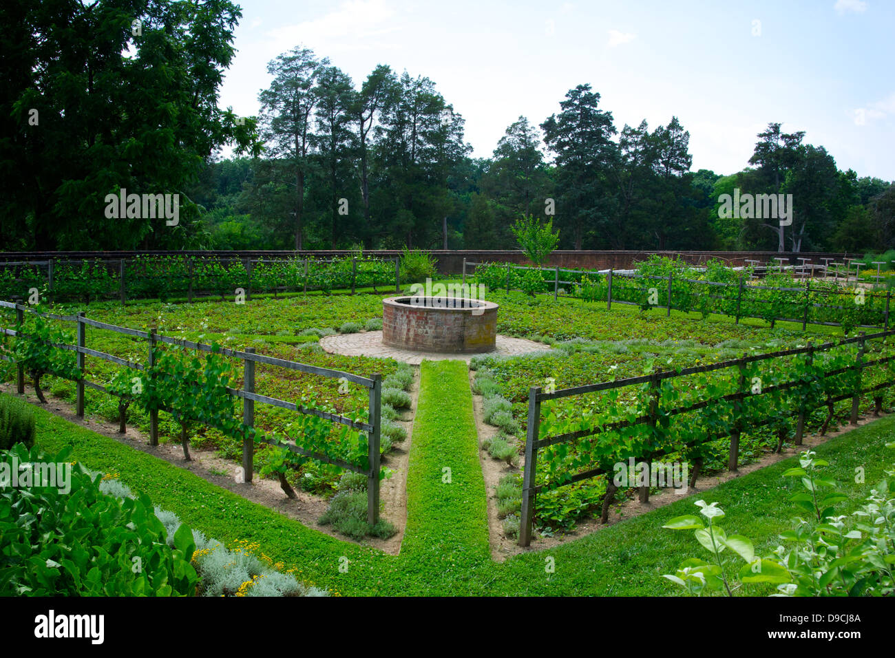 Grüne Gemüsegarten am Mount Washington Mount Vernon Plantage in Virginia. Stockfoto