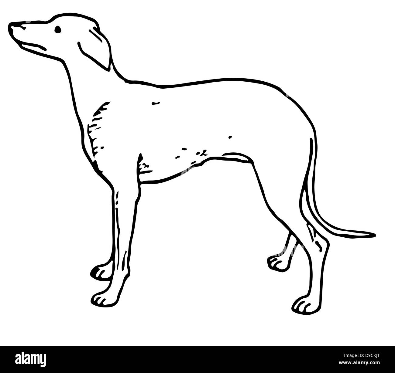 Schwarz / Weiß-Zeichnung auf einem weißen Hintergrund isoliert Stockfoto