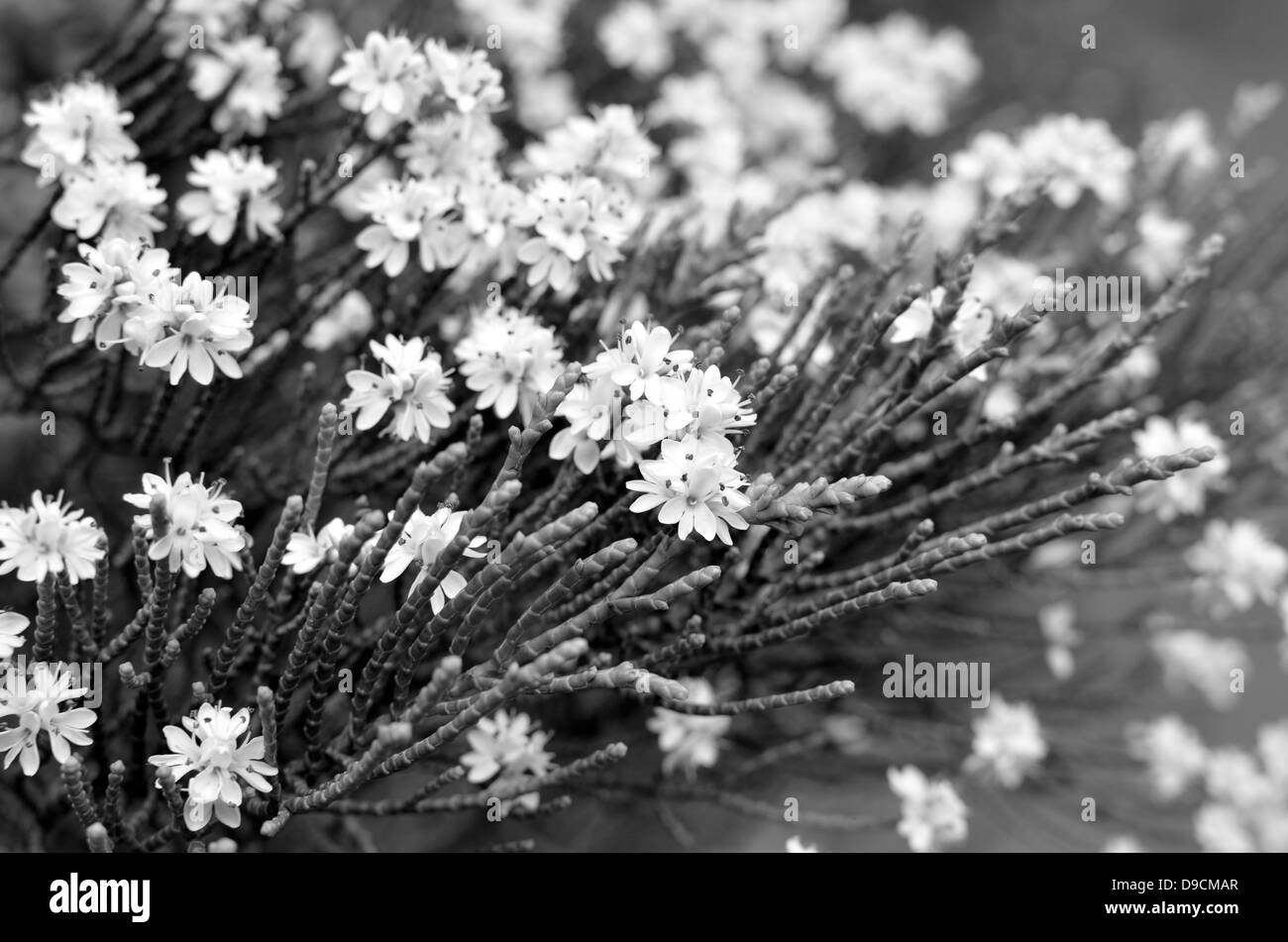 florale Bild s/w Stockfoto