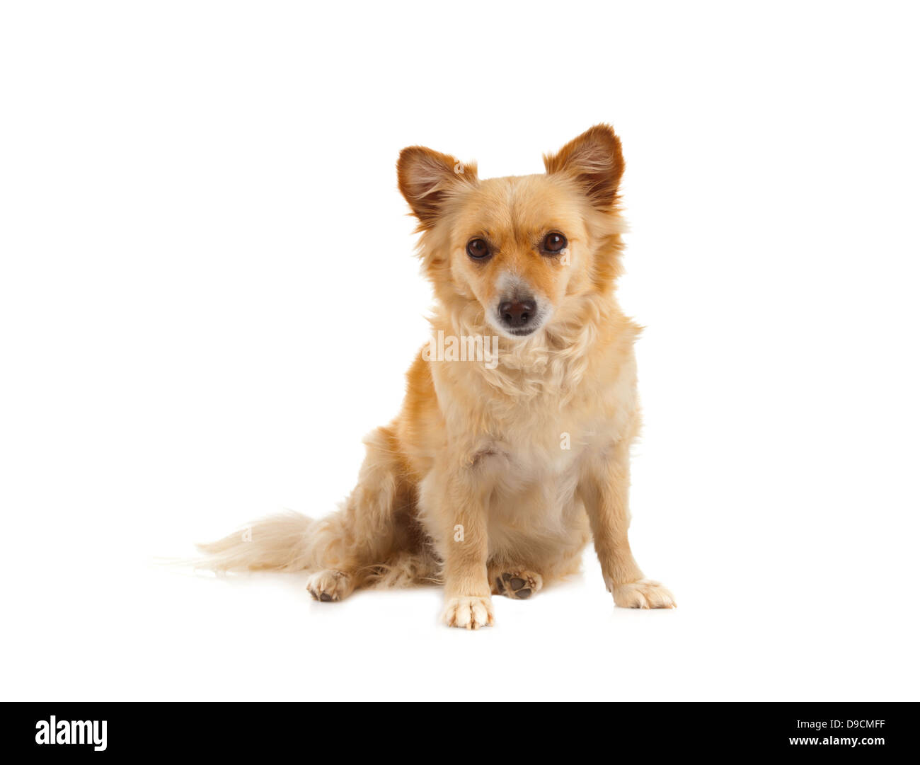 Spitz Hund auf weißem Hintergrund Stockfoto