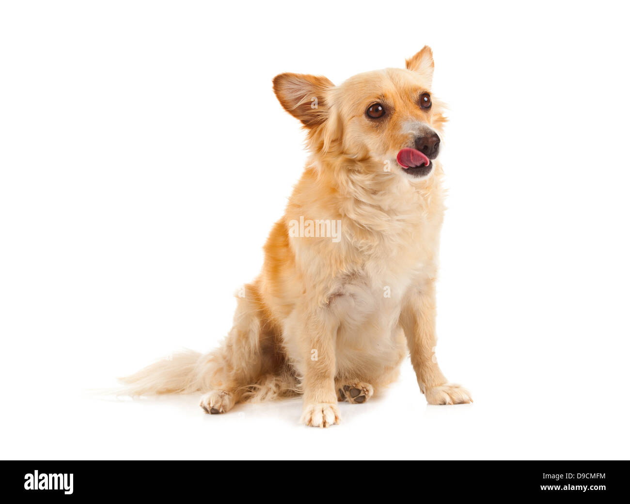 Spitz Hund auf weißem Hintergrund Stockfoto