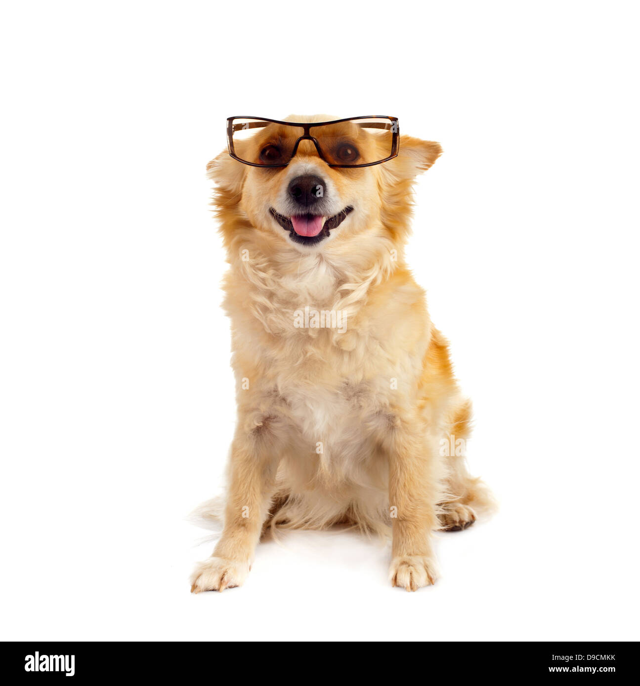 Spitz Hund mit Brille auf weißem Hintergrund Stockfoto