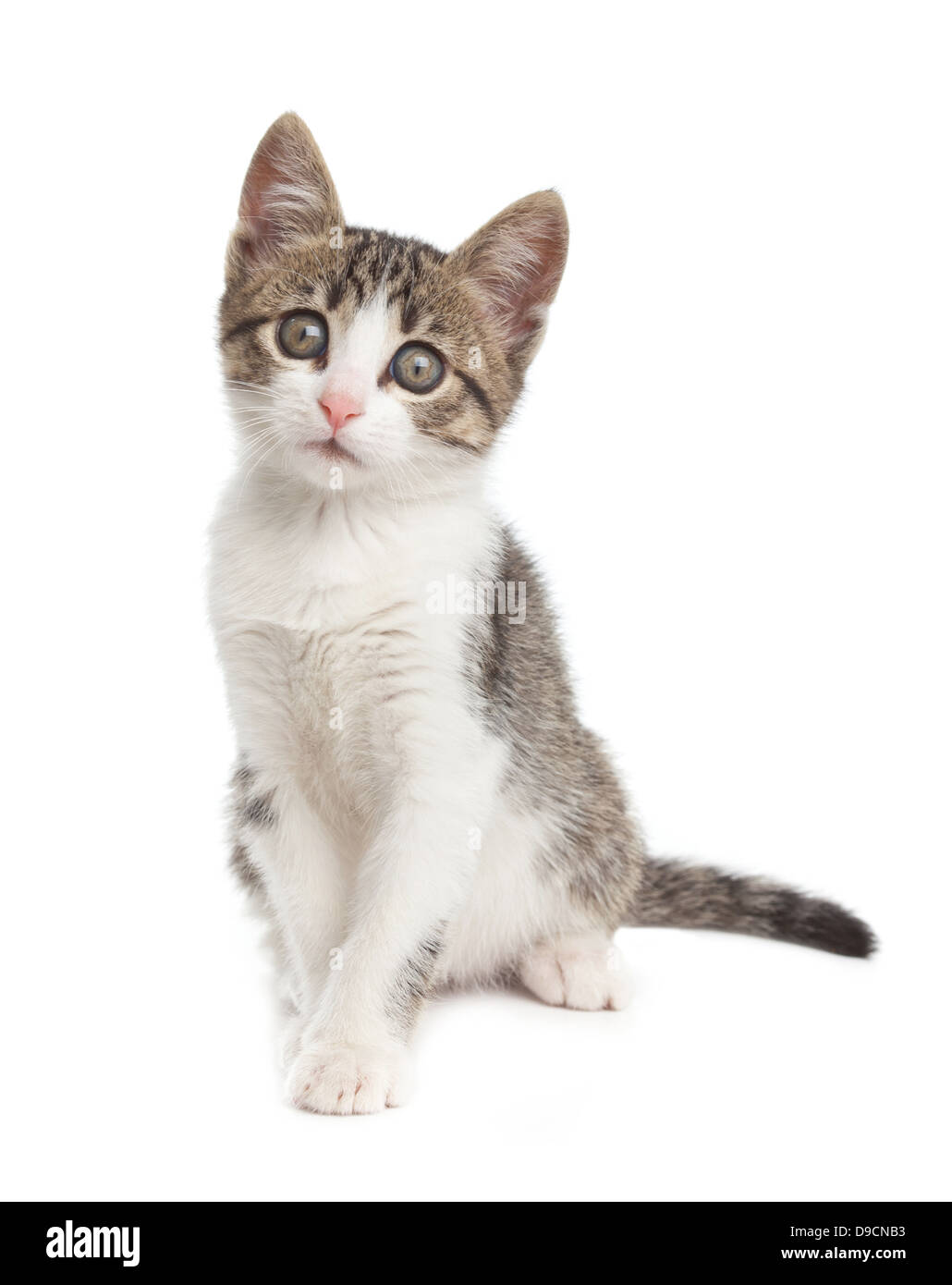 Junge Kätzchen sitzen auf weißem Hintergrund. Stockfoto