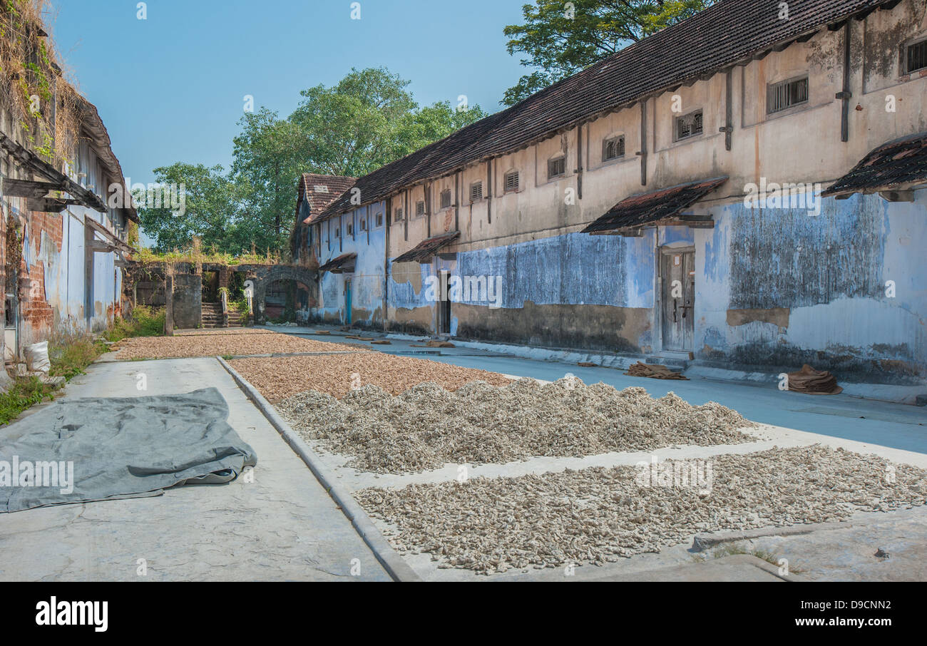 Getrockneter Ingwer am Gewürz Lagervorschriften, Kochi, Indien Stockfoto