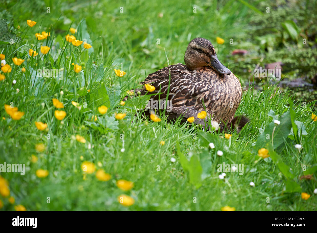 Eine Ente über, schützen Ihre Entenküken im Gras sitzen. Stockfoto