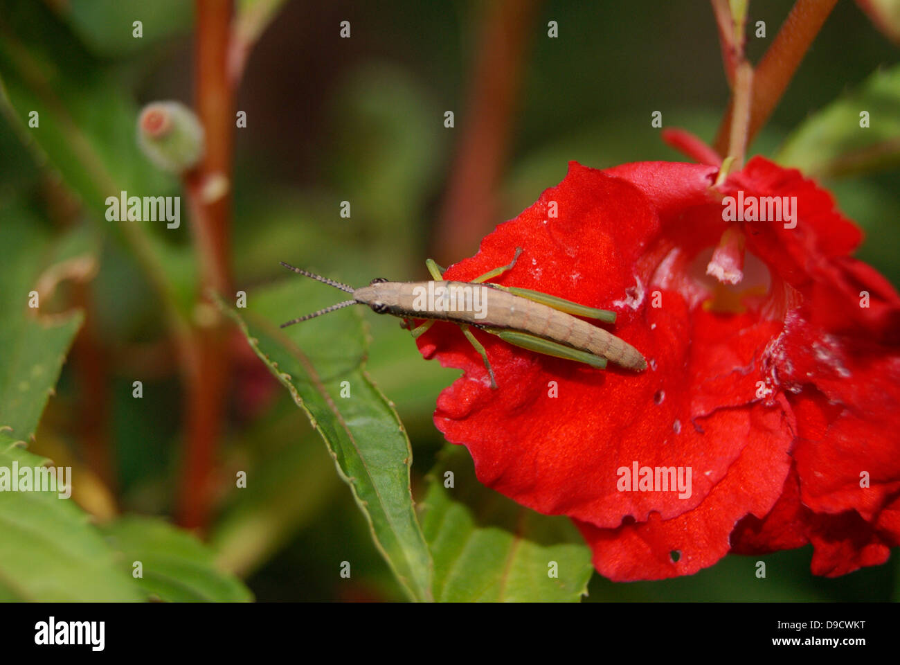 Heuschrecke Typ Insect Pest Bug auf rot Balsam Blume (Kasithumba) Stockfoto