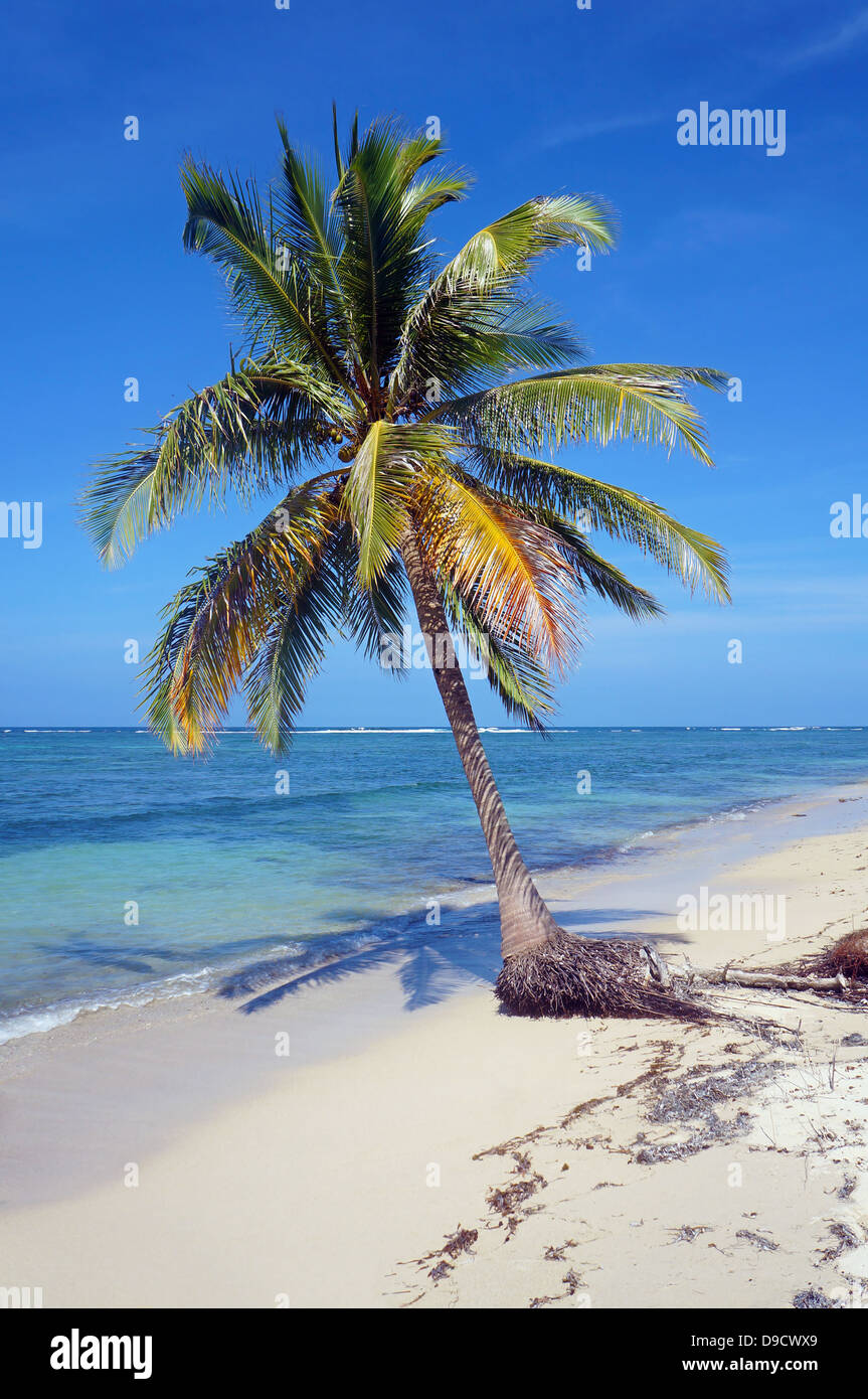 Kokospalme allein auf einem sandigen Strand mit Meer im Hintergrund Stockfoto