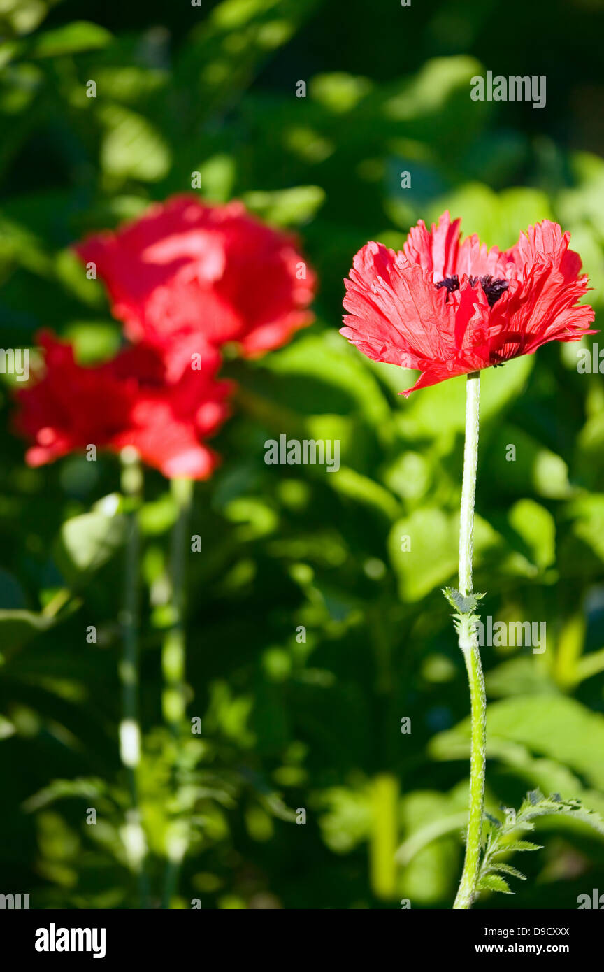 Die rote Blume auf grüner Natur Hintergrund Stockfoto