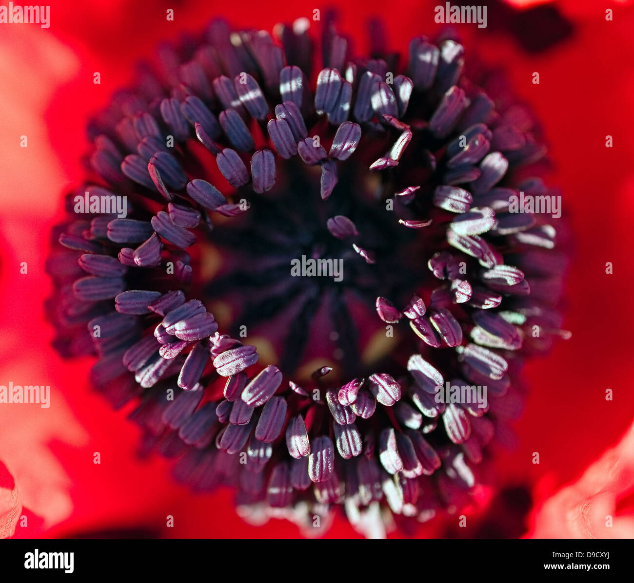Die rote Blume auf rosa Natur Hintergrund Stockfoto