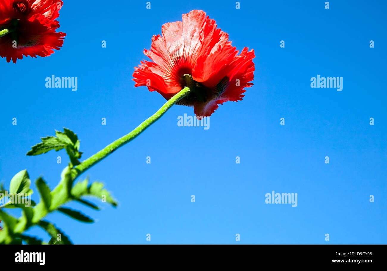 Die rote Blume auf blue Skye Hintergrund Stockfoto