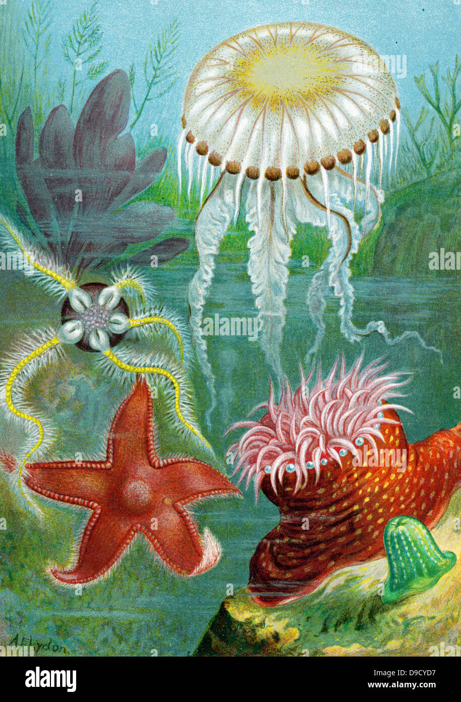 Seestern oder Seesterne, Quallen und Seeanemonen der britischen Küste. Farblitho c1892 Stockfoto