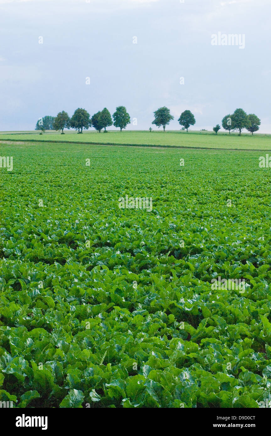 Bäume, Felder und Himmel, Polen Stockfoto