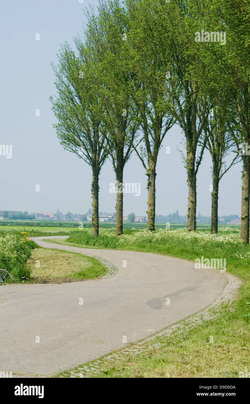 Bäume und s-förmige Straße, Niederlande Stockfoto