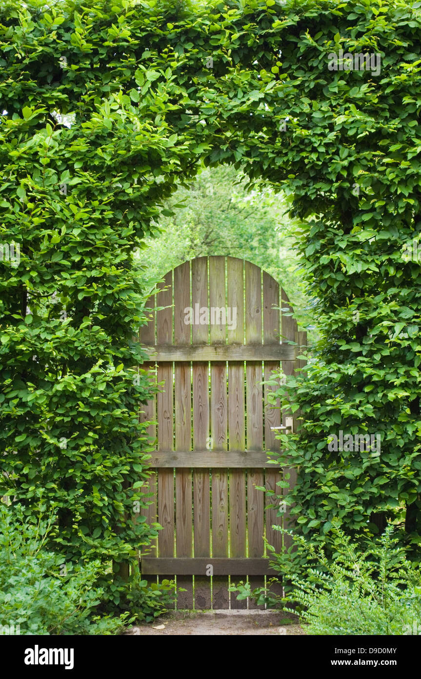 Bäume und Holztür Stockfoto