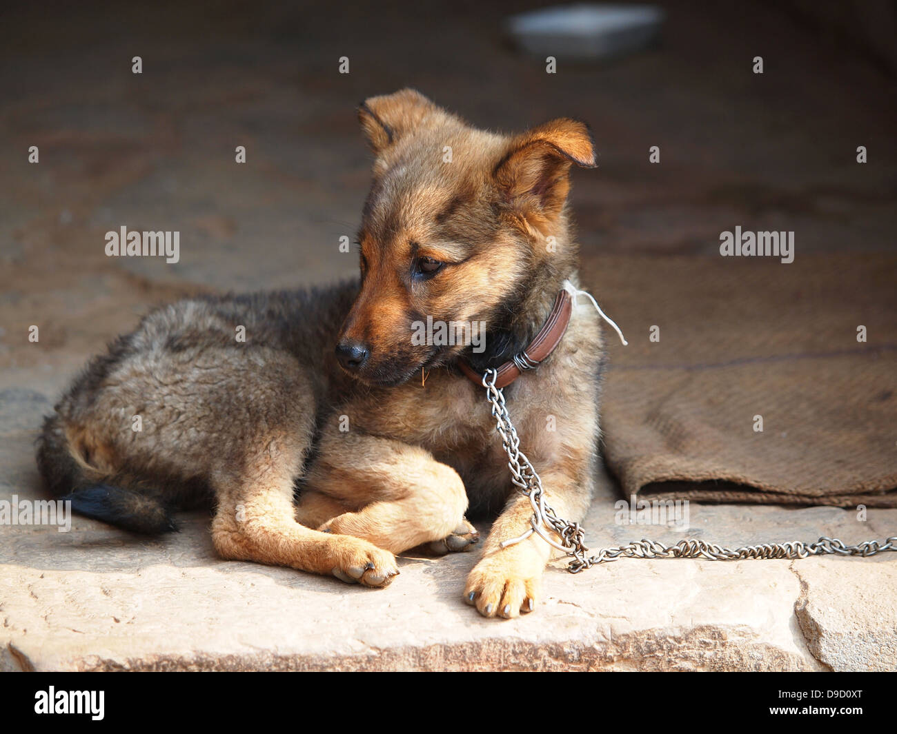 traurig einsam Hund in Ketten Stockfoto