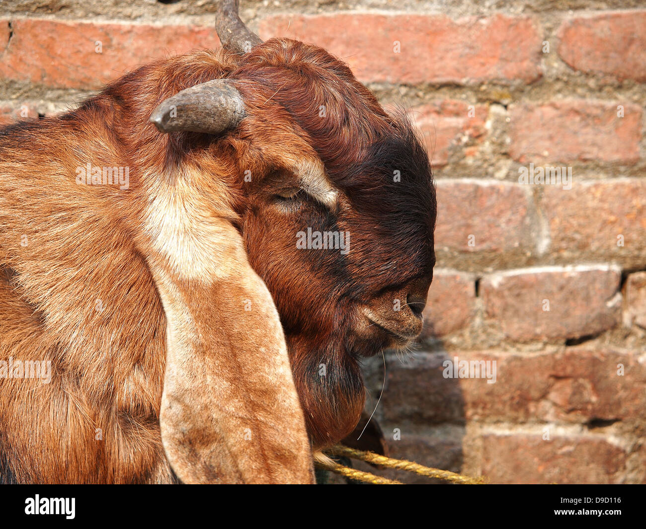 Leiter der braune Ziege in der Nähe der roten Backsteinmauer in Kathmandu-Nepal Stockfoto