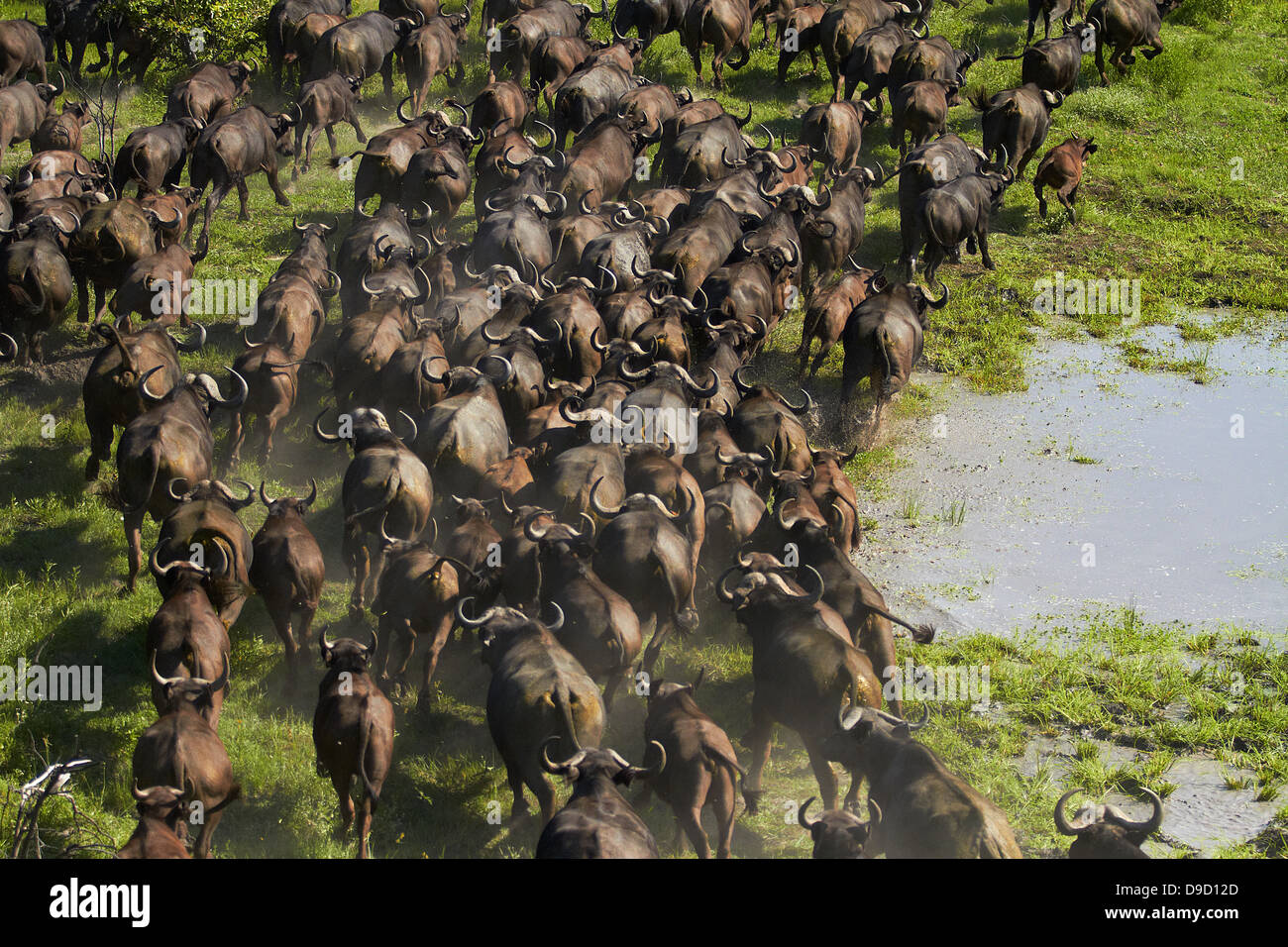 Kaffernbüffel (Syncerus Caffer Caffer), Okavango Delta, Botswana, Afrika - Antenne Stockfoto