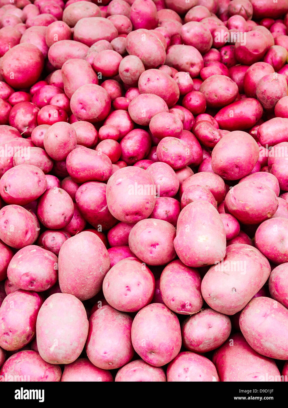 Frisch gegraben rote Kartoffeln auf dem Display auf dem Bauernmarkt Stockfoto
