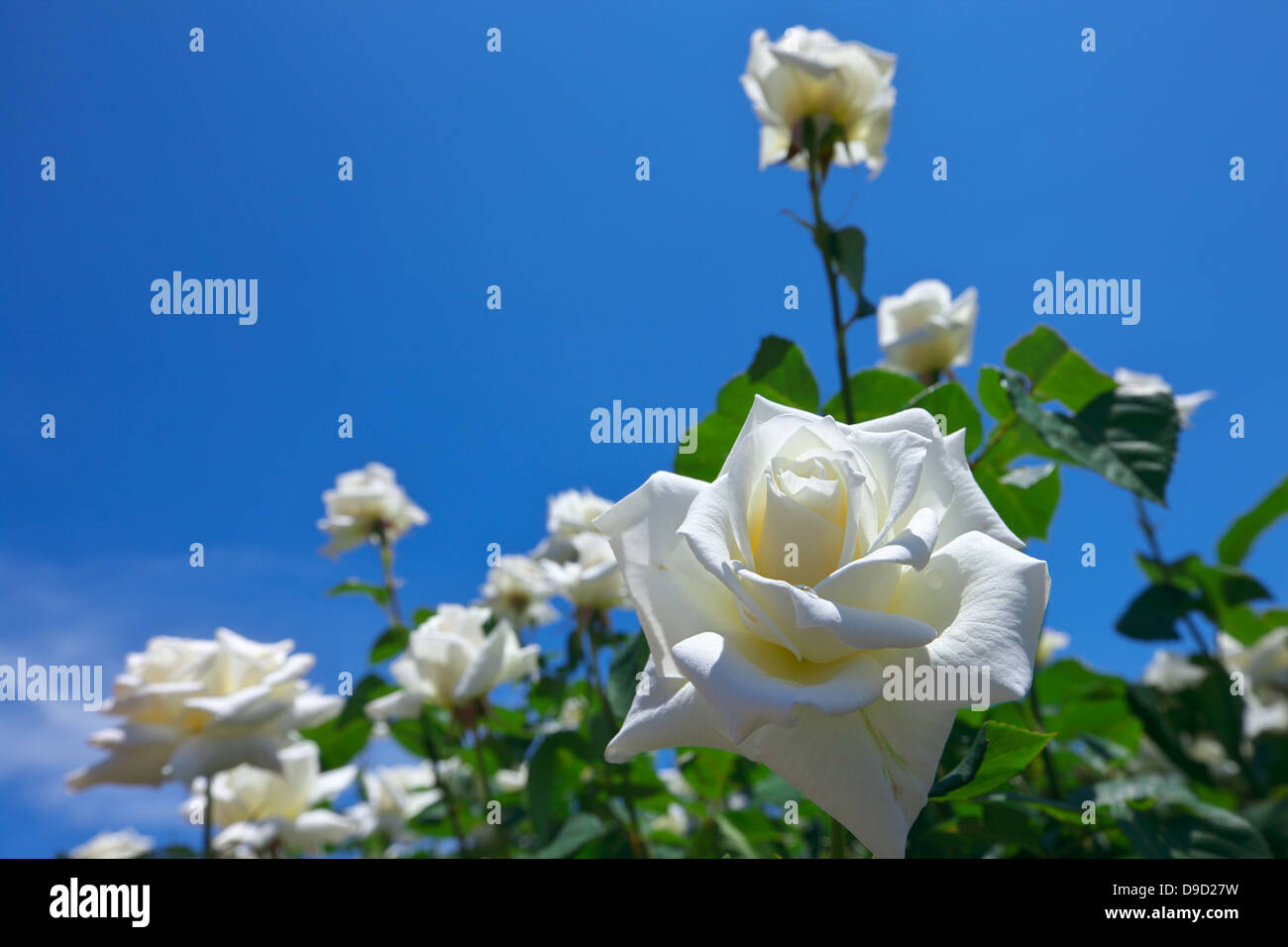 Weiße Rosen und blauer Himmel Stockfoto