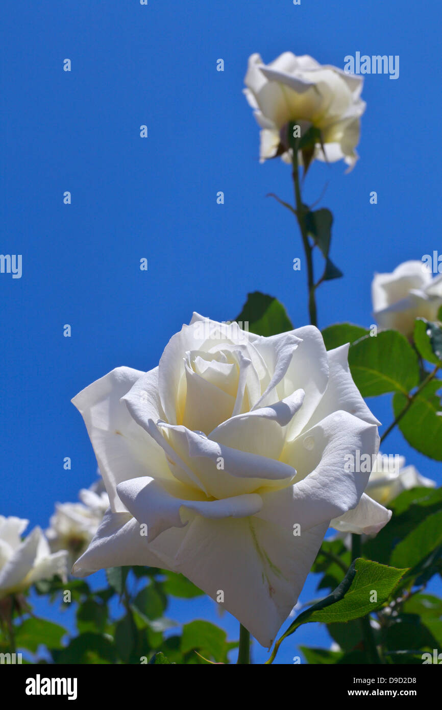 Weiße Rosen und blauer Himmel Stockfoto