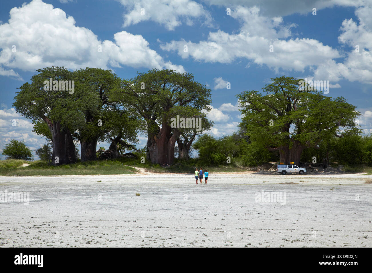 Baines Baobabs und 4 x 4 Camper, Kudiakam Pan, Nxai Pan National Park, Botswana, Afrika Stockfoto