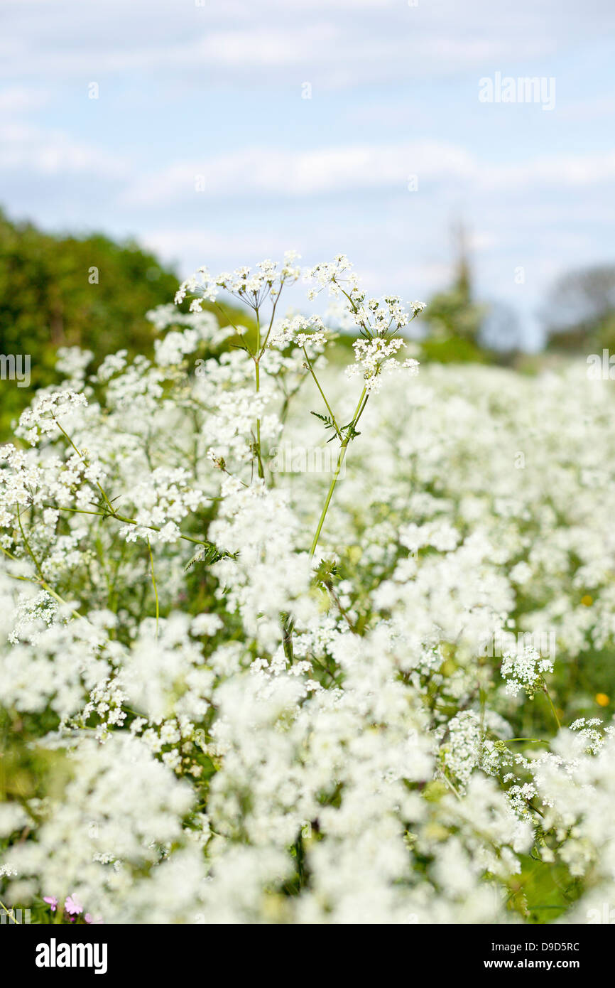 Blühende Kuh Petersilie Stockfoto